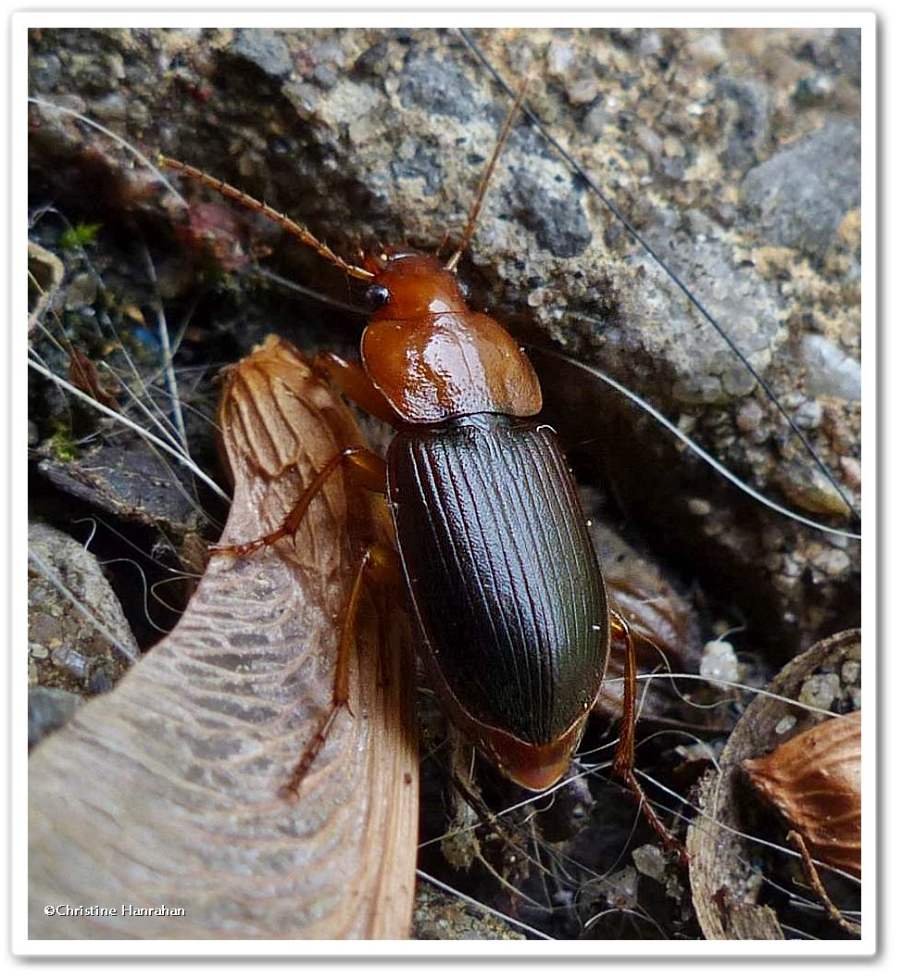 Red-headed ground beetle (<em>Amphasia interstitialis</em>)
