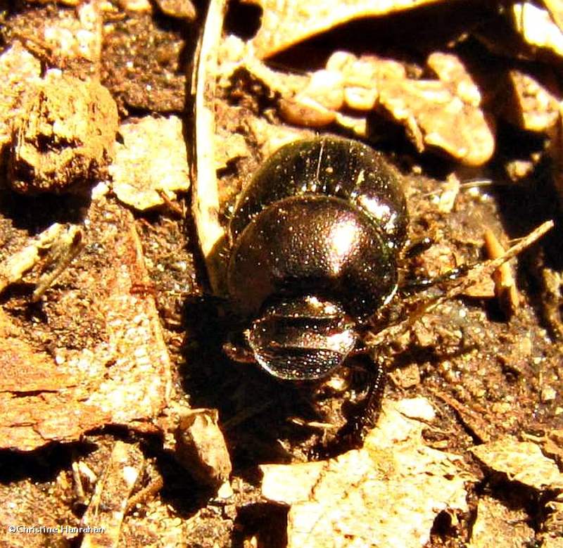Scarab beetle (Onthophagus orpheus)