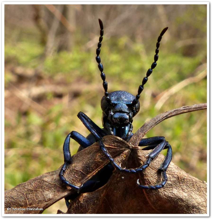 Blister beetle (<em>Meloe</em> sp.) , female