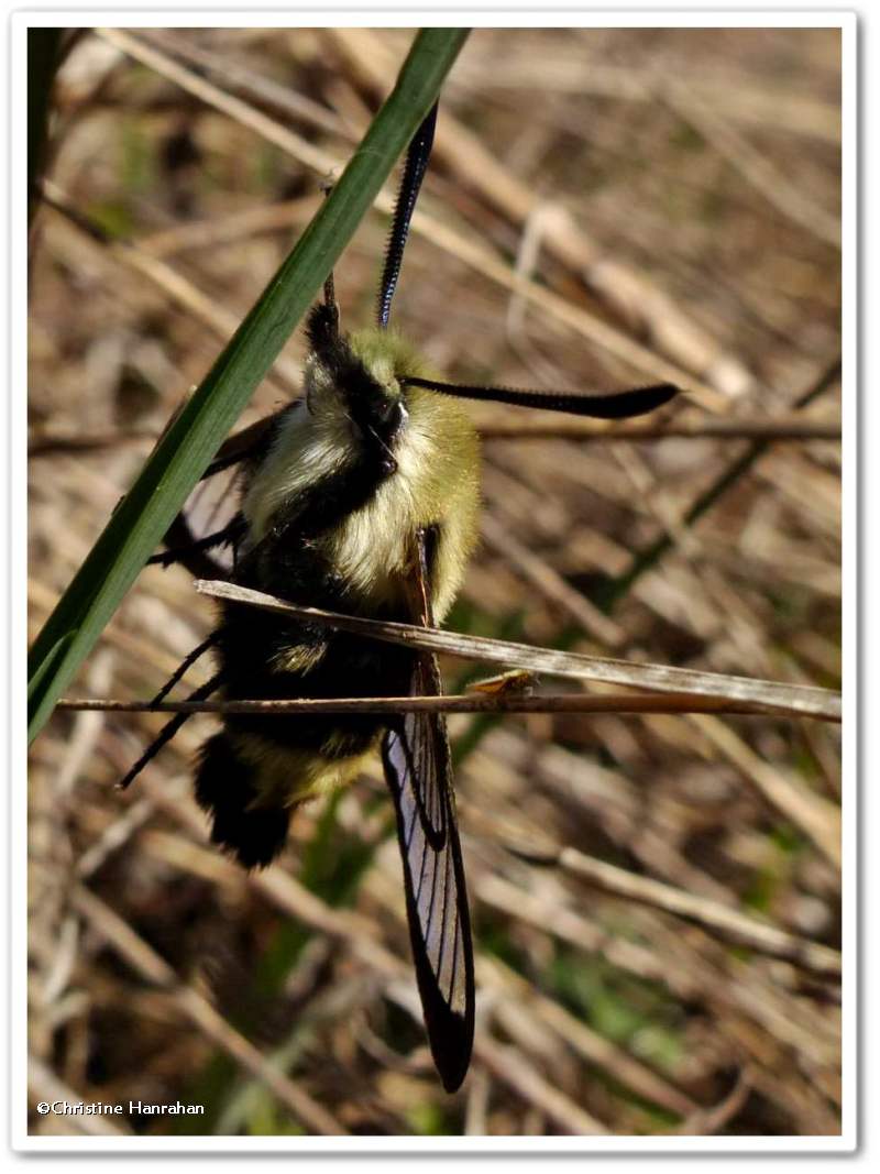 Snowberry clearwing moth (<em>Hemaris diffinis</em>), #7855