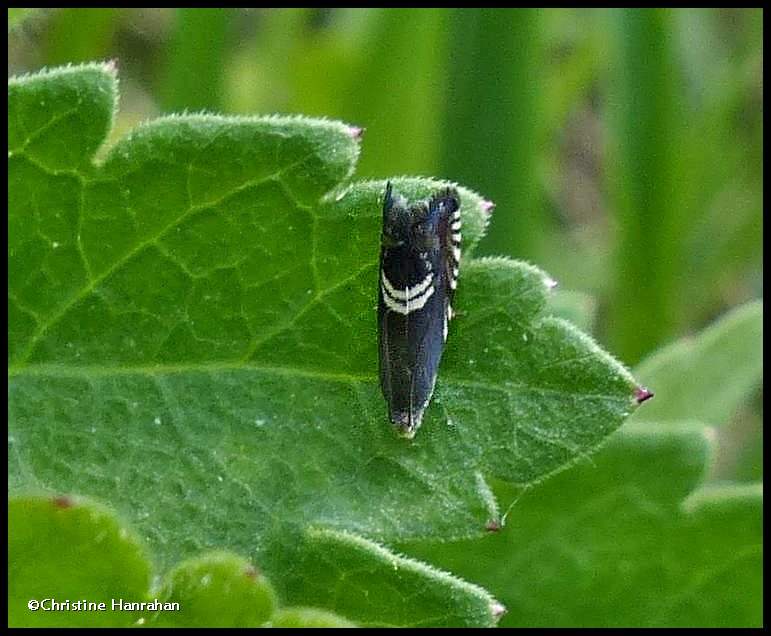 Clover-head moth (Grapholita interstinctana), #3439