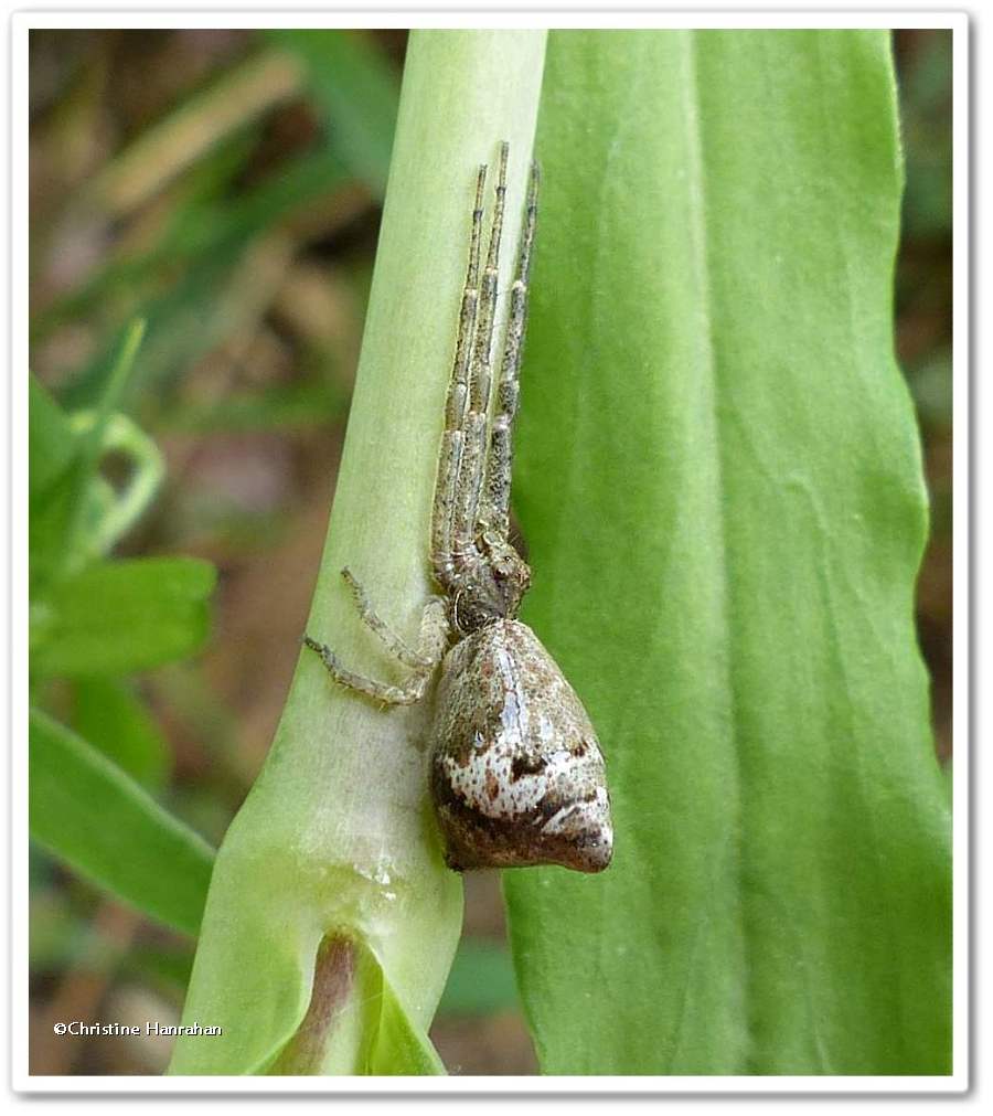 Crab spider (<em>Tmarus</em> sp.)
