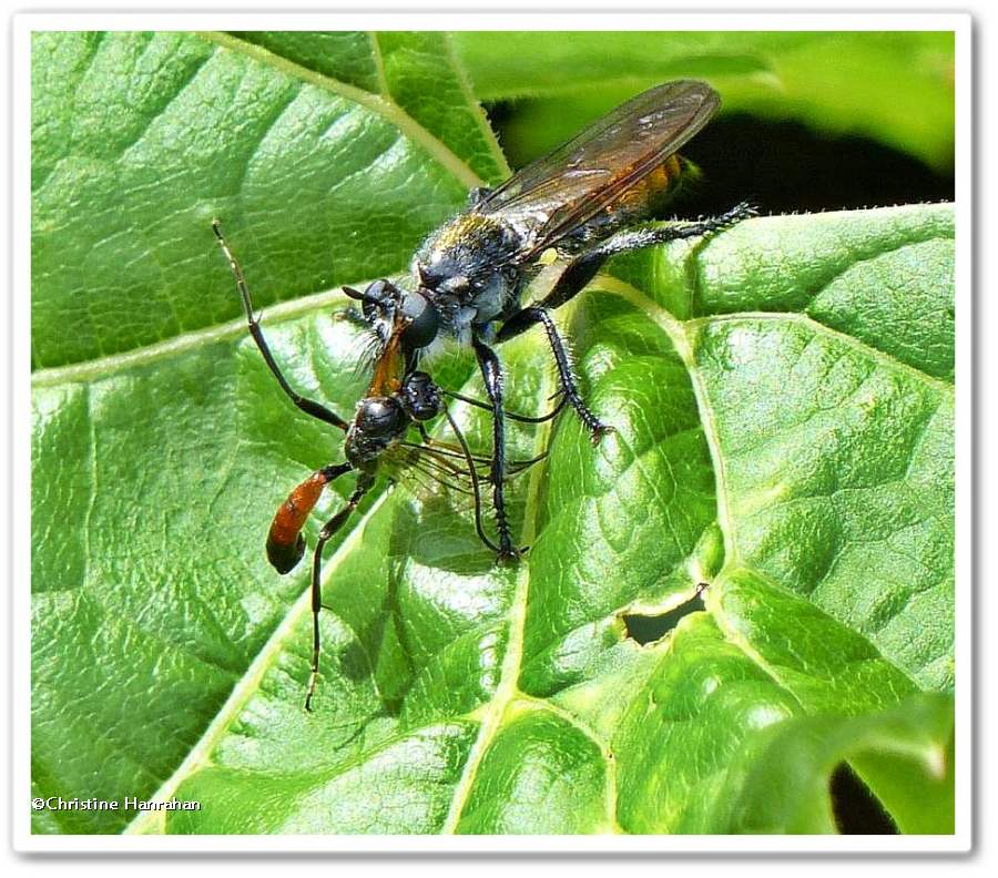 Robber fly (<em>Laphria</em>)  with wasp