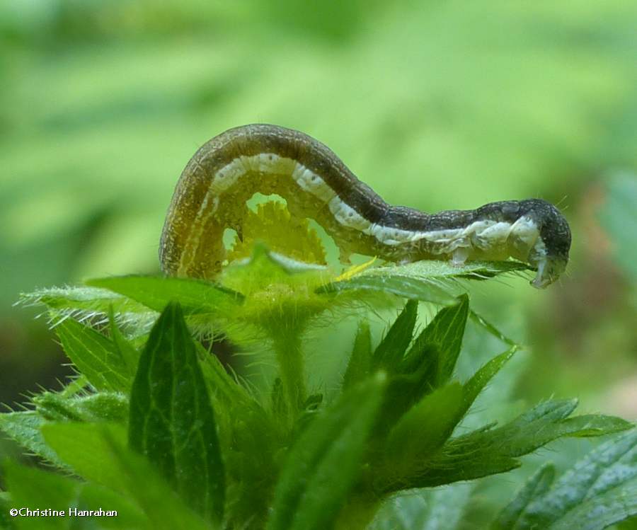 Moth caterpillar (<em>Eupsilia</em> sp.?)