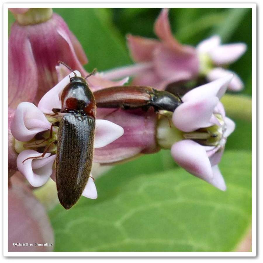 Click beetles (Elateridae)