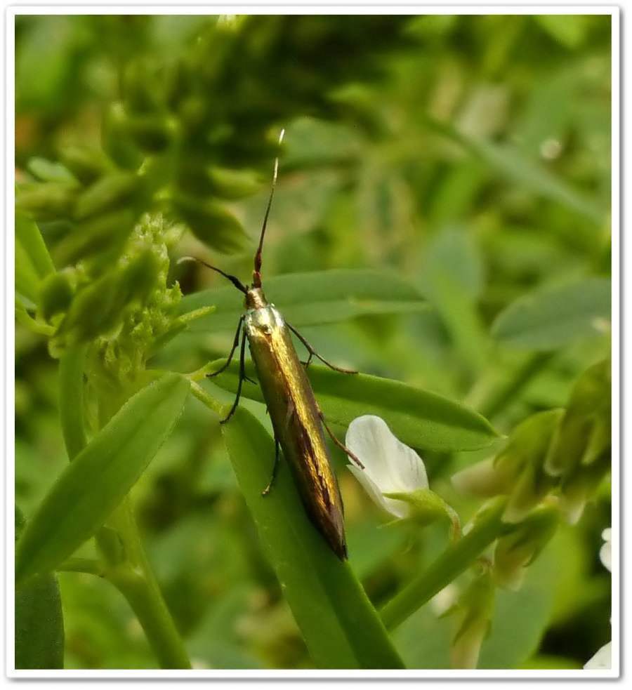 Casebearer moth  (<em>Coleophora</em>)