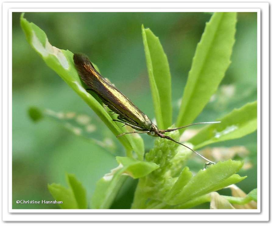 Casebearer moth  (<em>Coleophora</em>)