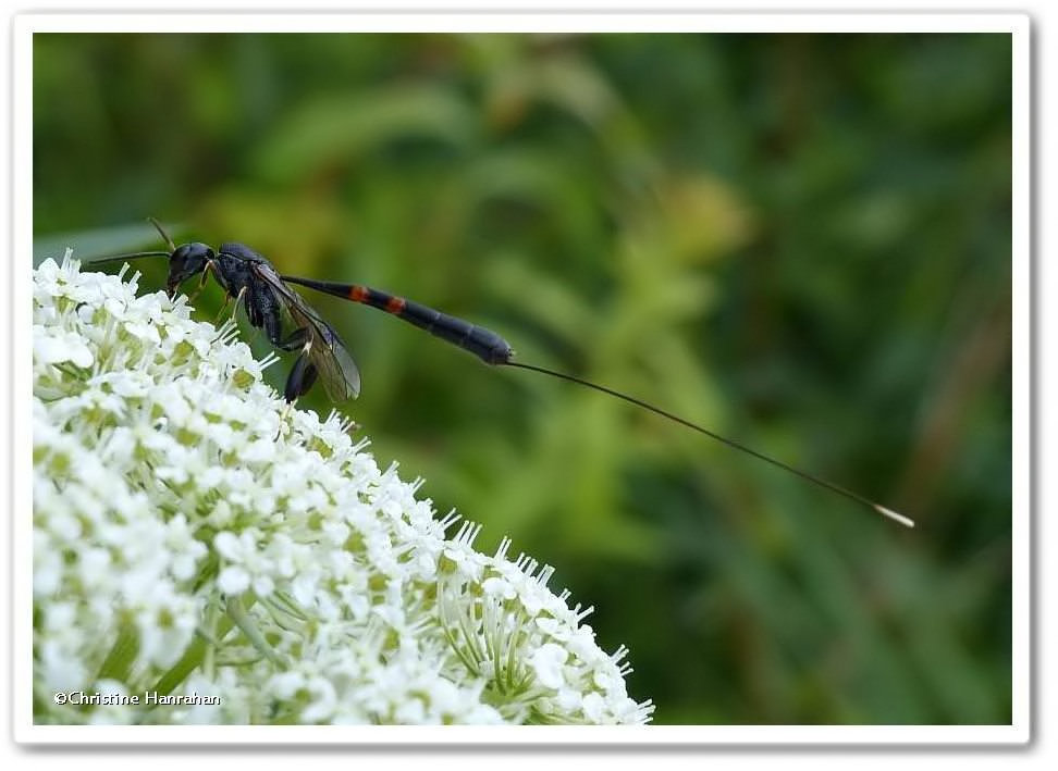 Carrot wasp (<em>Gasteruption</em>), female