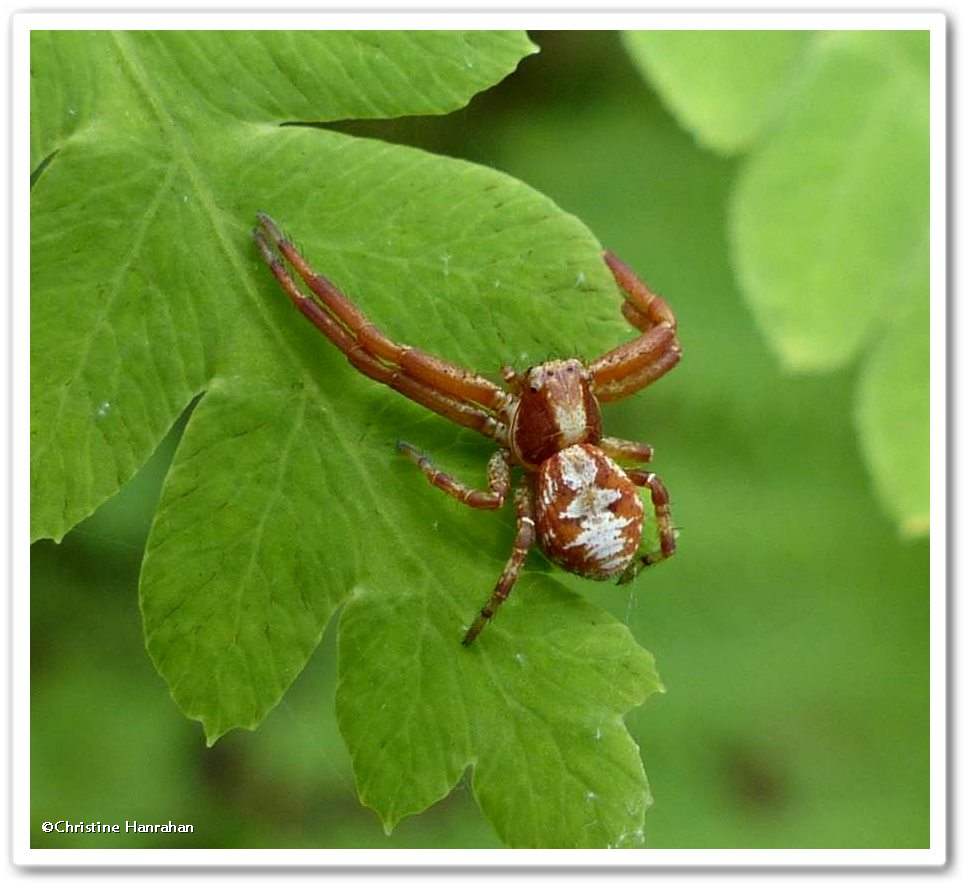 Ground Crab spider (<em>Xysticus punctatus</em>)