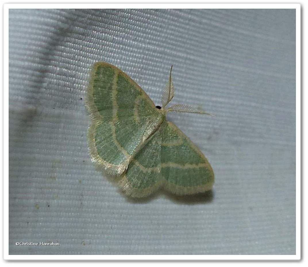 Blackberry looper moth (<em>Chlorochlamys chloroleucaria</em>), #7071