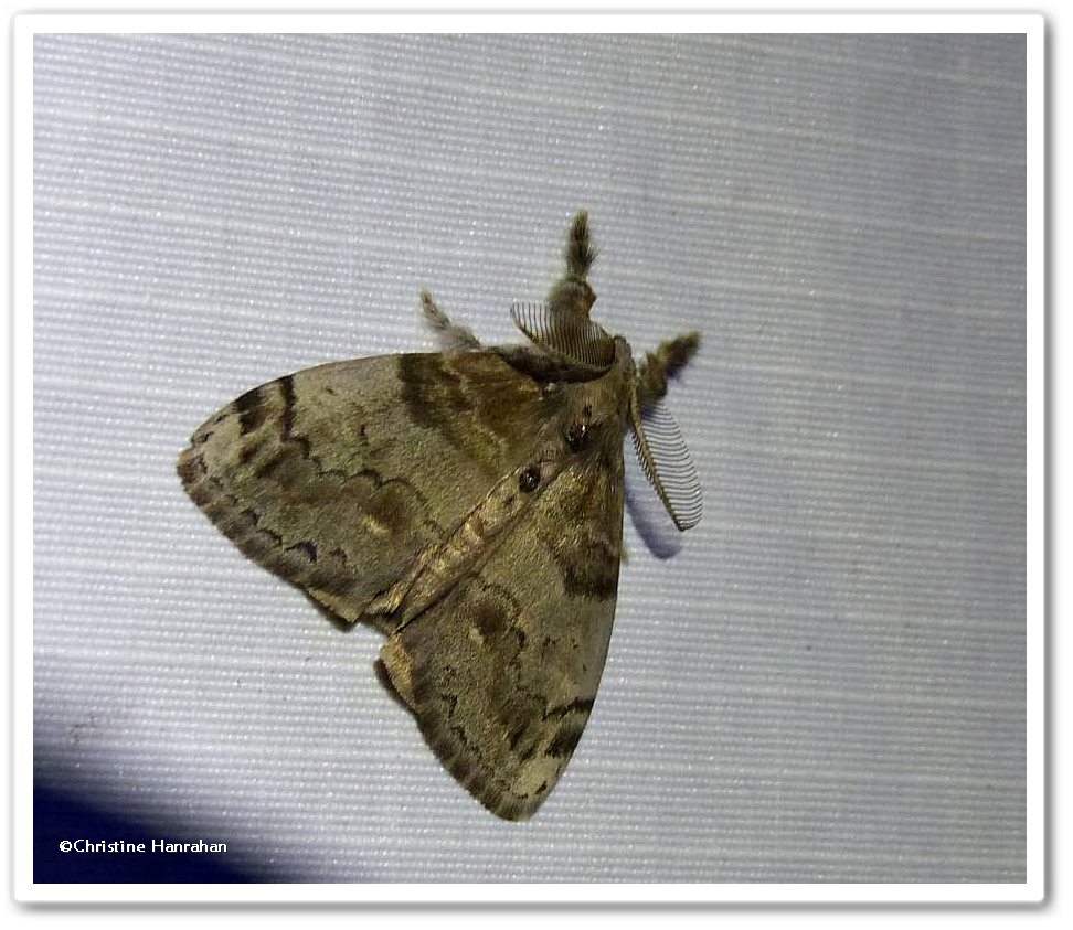 White-marked tussock moth, male  (<em>Orgyia leucostigma</em>), #8316