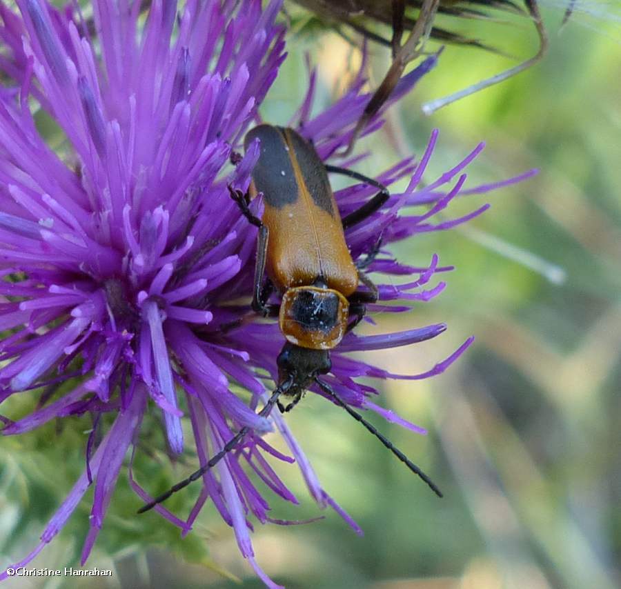 Pennsylvania leatherwing  <em>Chauliognathus pensylvanicus</em>)