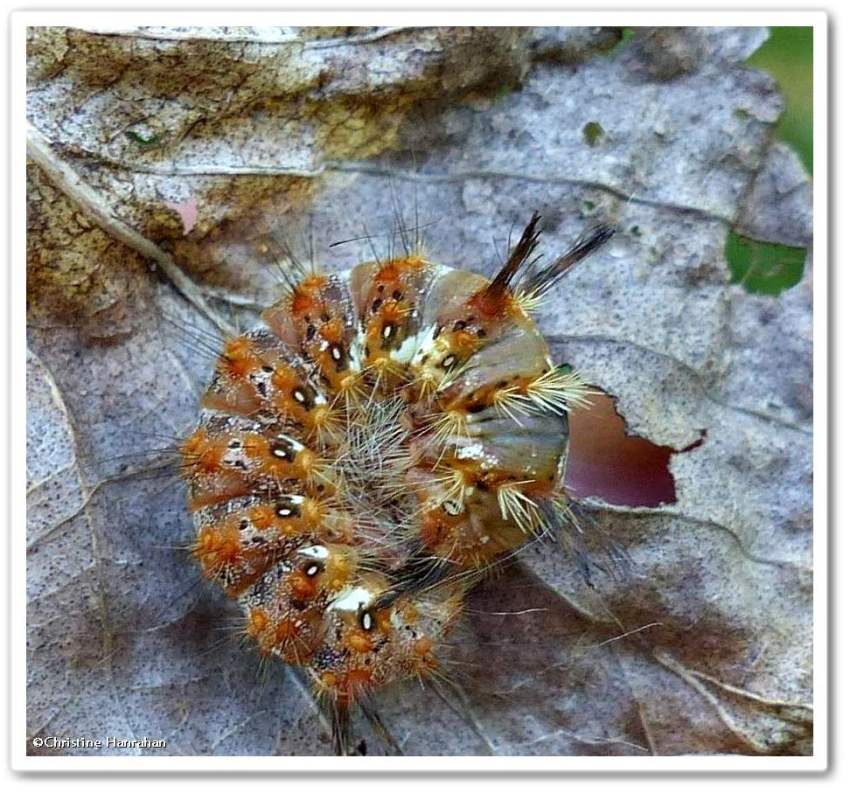 Eastern panthea moth caterpillar (<em>Panthea furcilla</em>), #9182