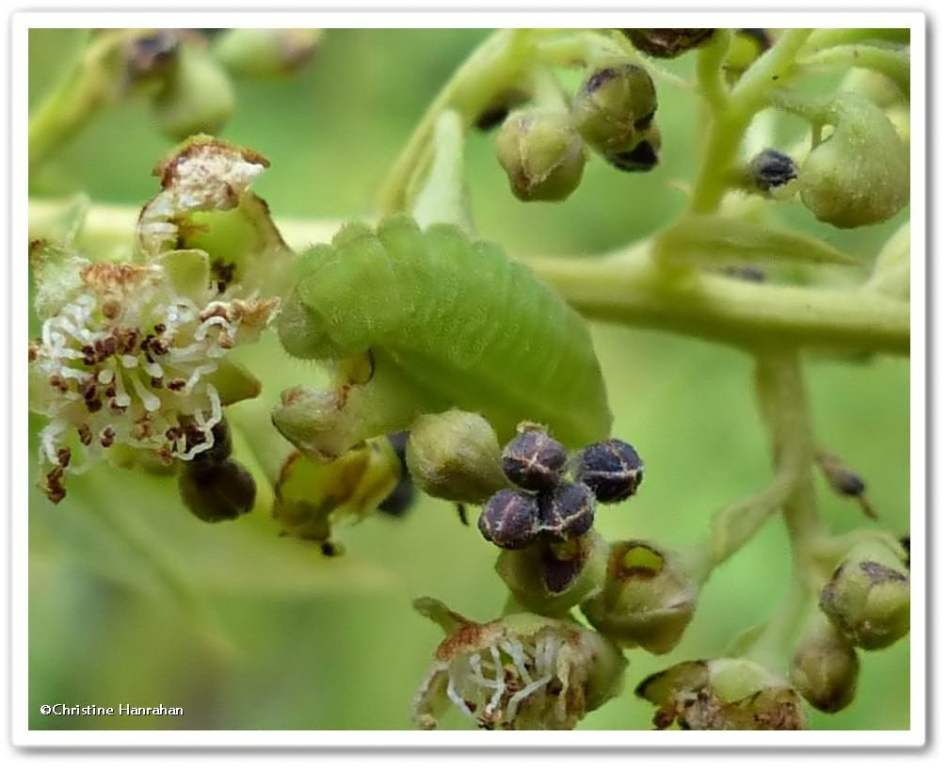 Northern azure butterfly larva (<em>Celastrina lucia</em>)