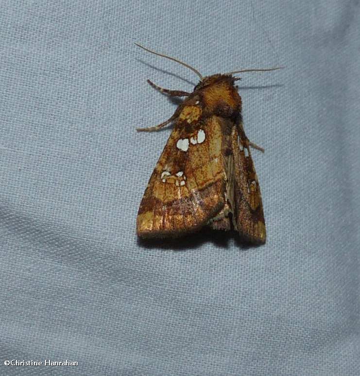 Northern burdock borer moth   (Papaipema arctivorens), #9471
