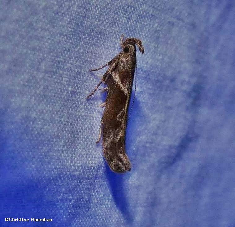 Goldenrod Elliptical-Gall Moth (Gnorimoschema gallaesolidaginis), #1986