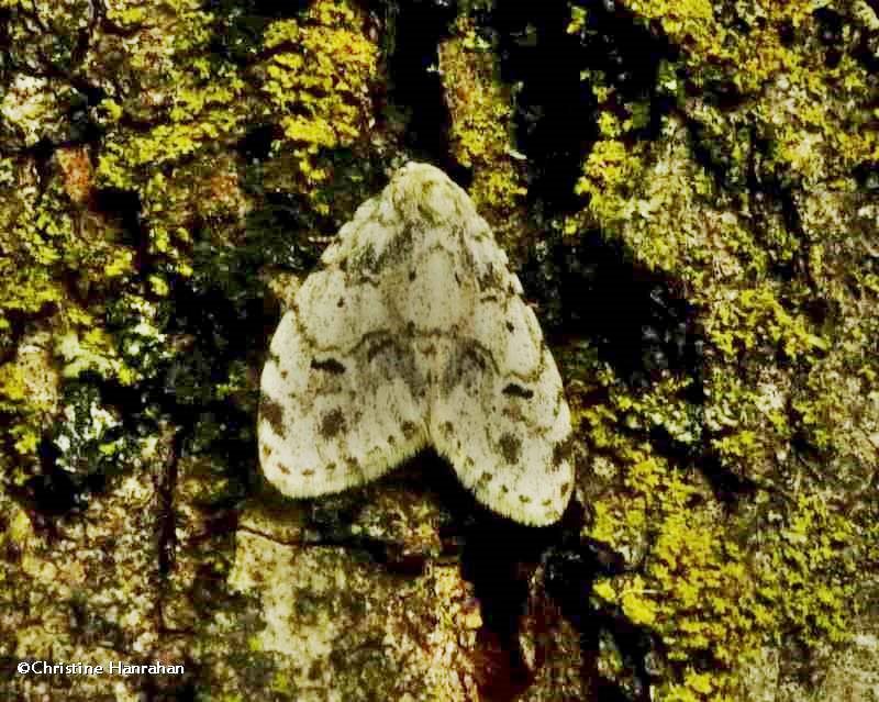 Little white lichen moth (Clemensia albata), #8098