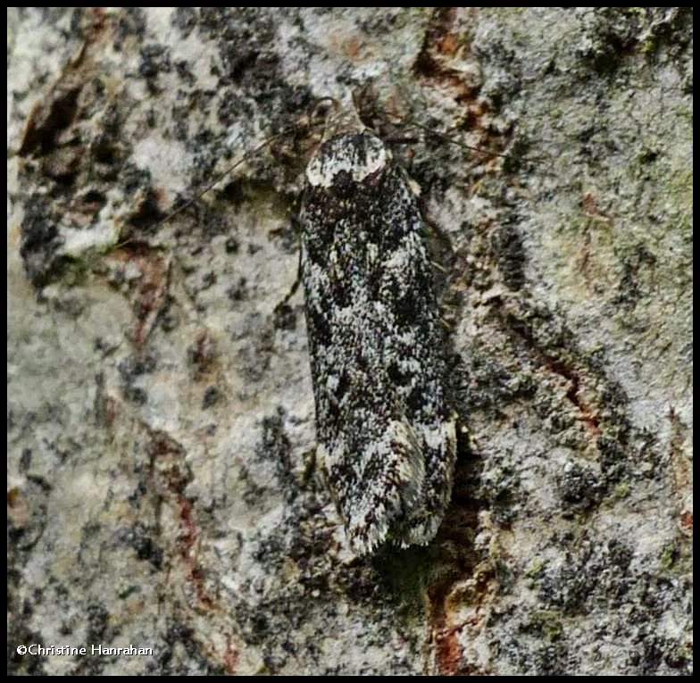 Twirler moth  (Chionodes)??