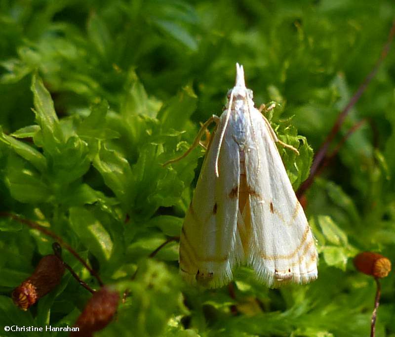 Gold-stripe grass veneer moth (Microcrambus biguttellus), #5419