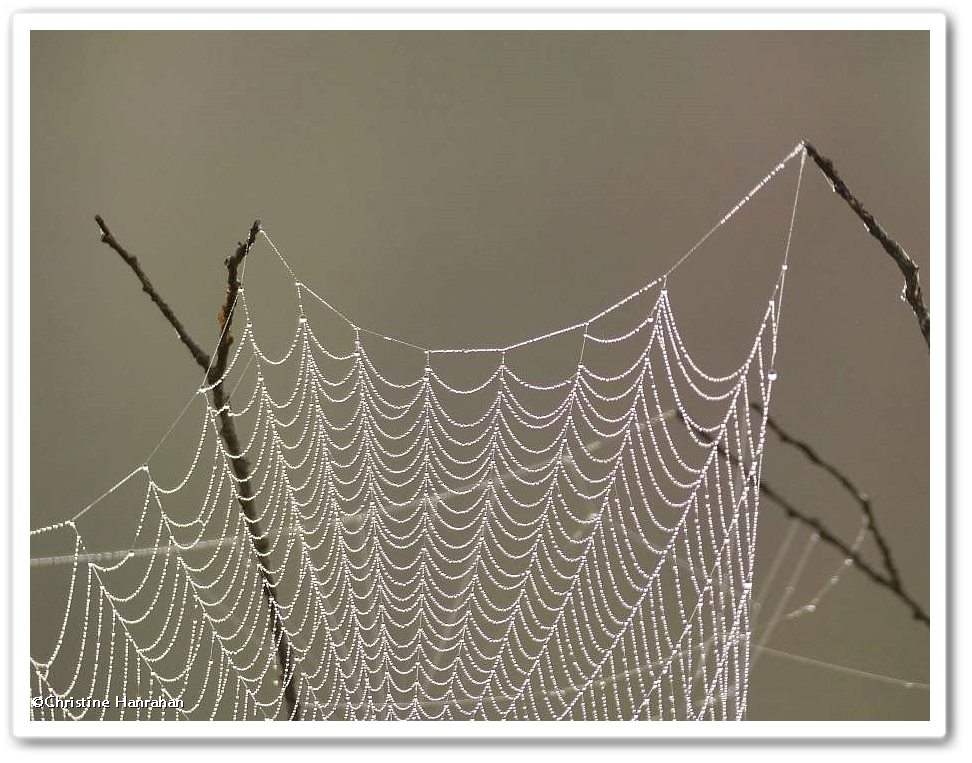 Orb weaver web
