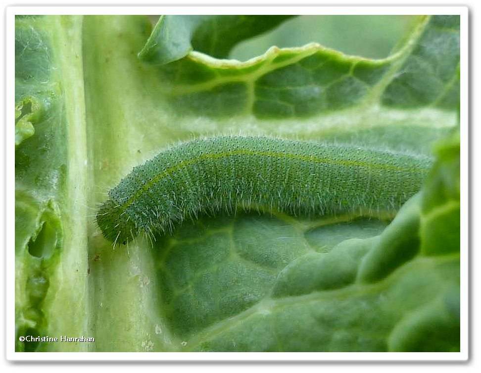 Cabbage white butterfly caterpillar (<em>Pieris rapae</em>)