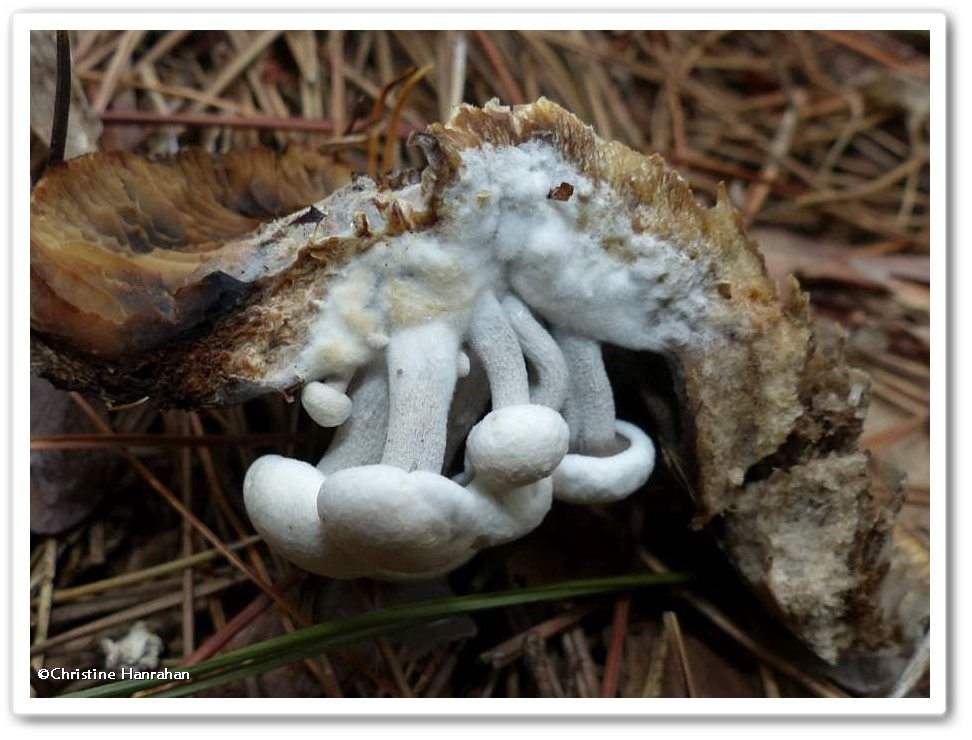 Mushrooms (<em>Asterophora lycoperdoides</em>)