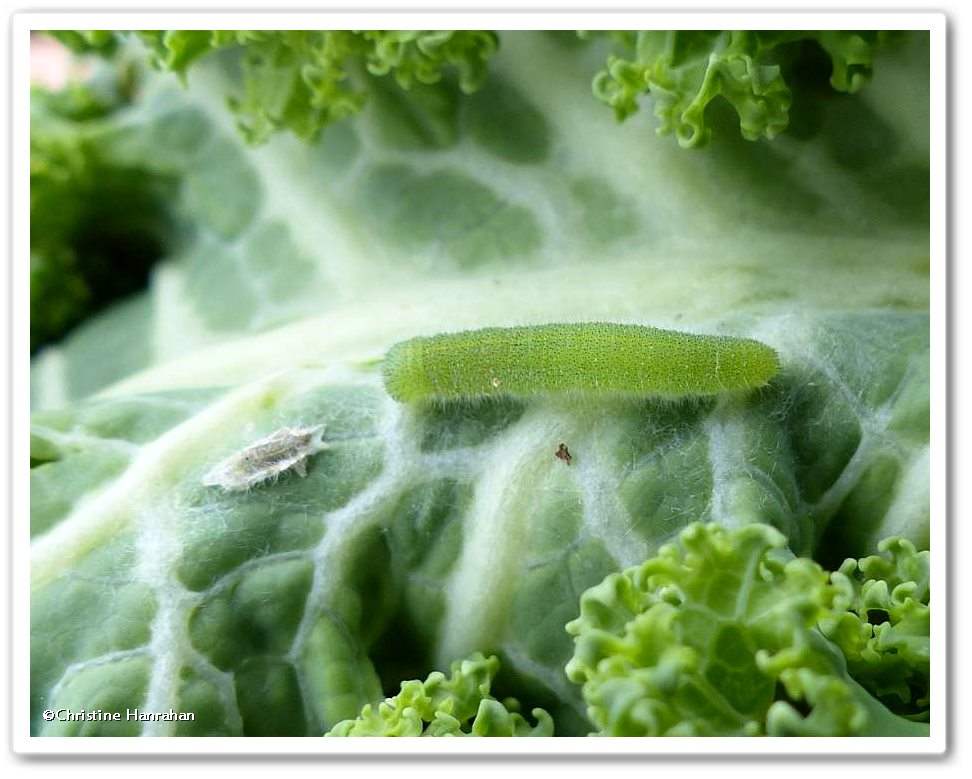 Cabbage white butterfly caterpillar (<em>Pieris rapae</em>)