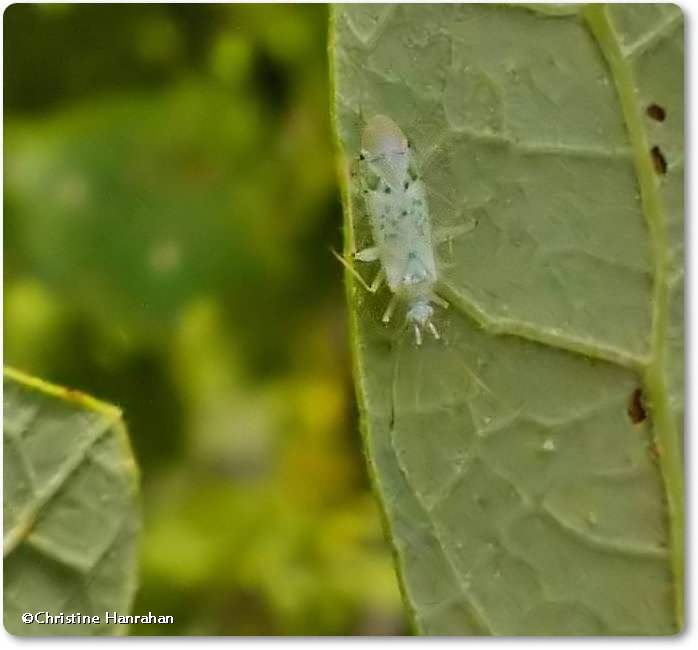 Plant bug (Reuteria sp.)