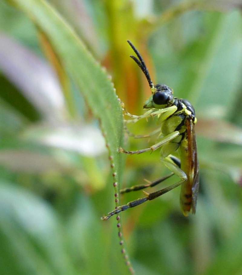 Ichneumonid wasp