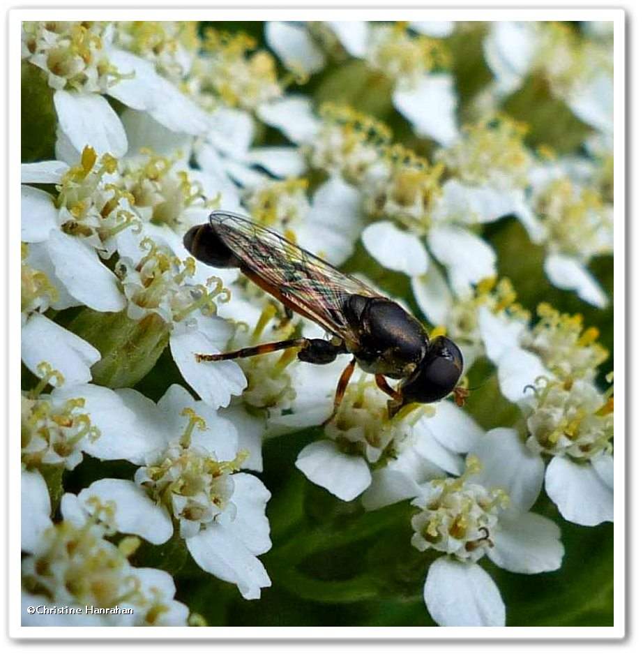 Hover fly (<em>Syritta pipiens</em>)
