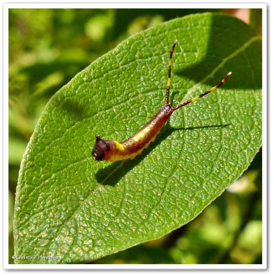 <em>Furcula</em> moth caterpillar