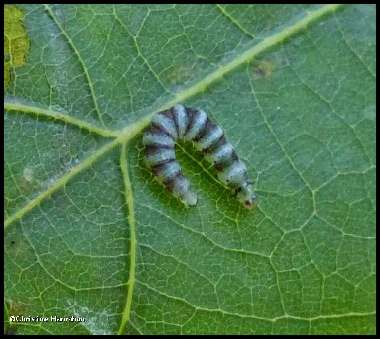 Stripe backed moth caterpillar (Arogalea cristifasciella), #1851 ??
