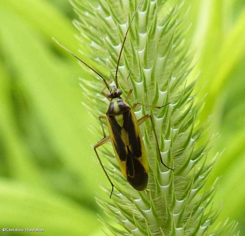 Plant bug (Stenotus binotatus)