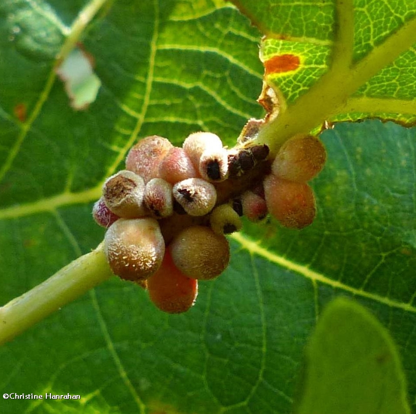 Oak galls on the stem of Bur Oak leaves,  made by  <em>Andricus dimorphus</em>