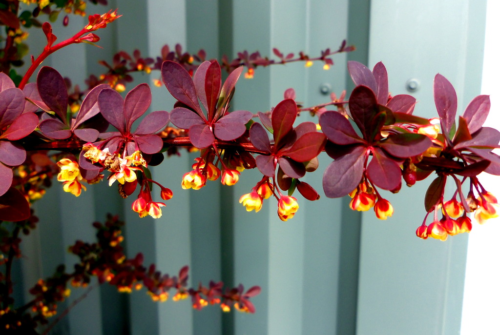 maple cherry bush 026.JPG