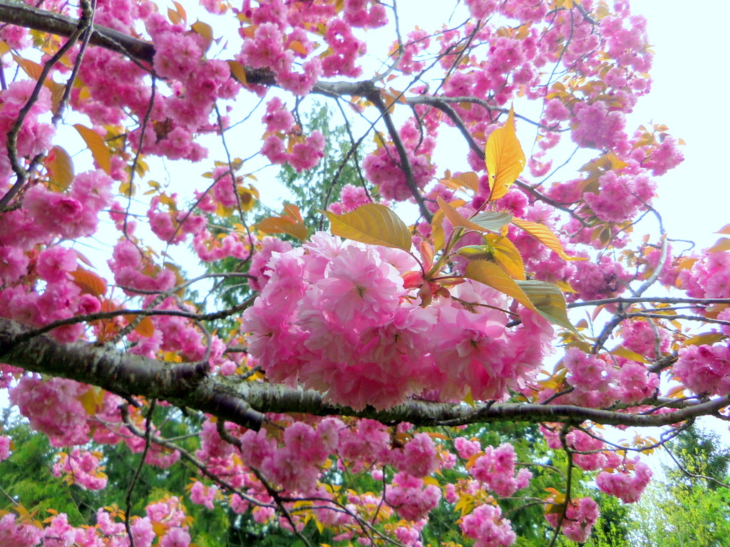 maple cherry bush 031.JPG