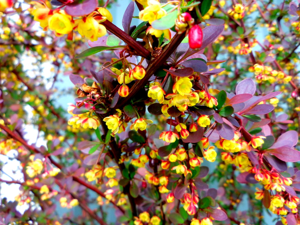 maple cherry bush 022.JPG