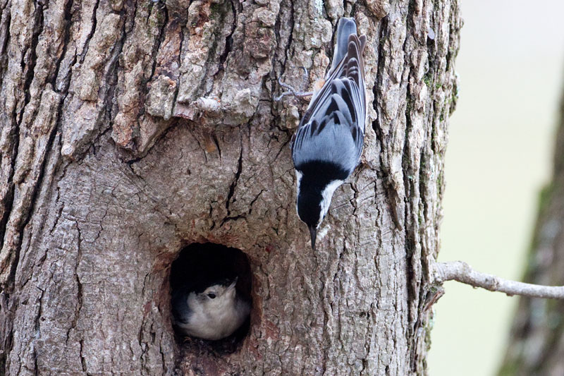 White-breasted Nuthatch