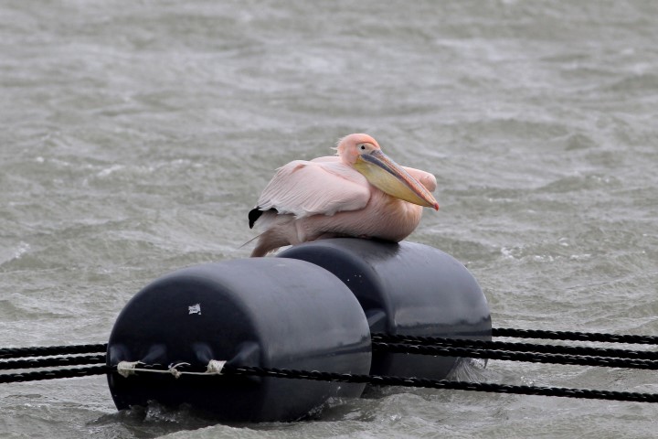 Roze pelikaan