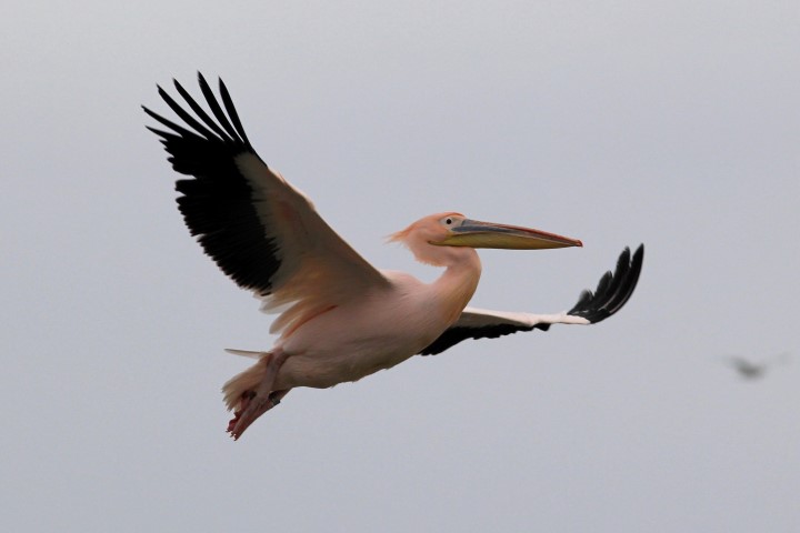 Roze pelikaan
