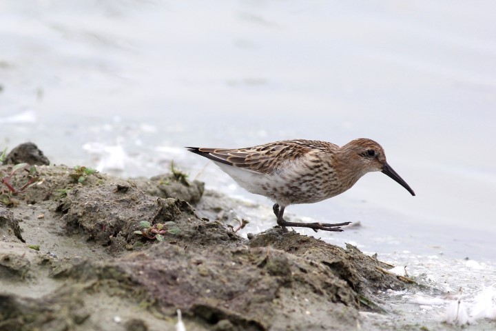 Bonte Strandloper