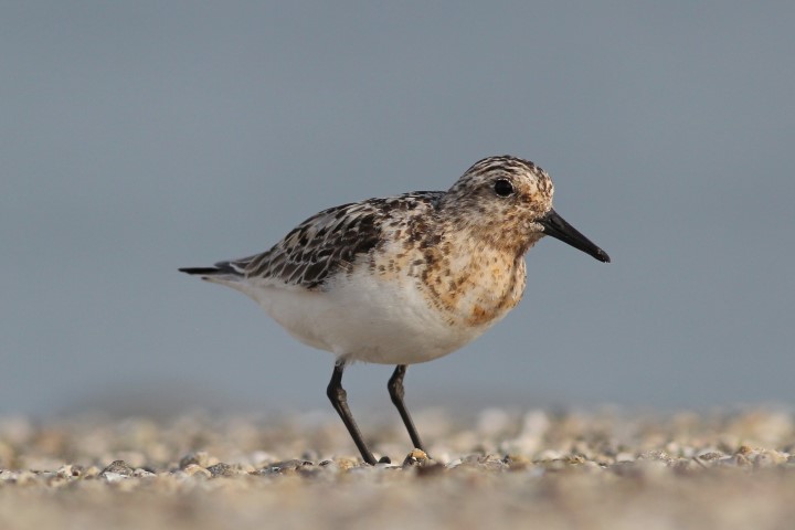 Drieteenstrandloper