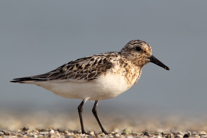 Drieteenstrandloper
