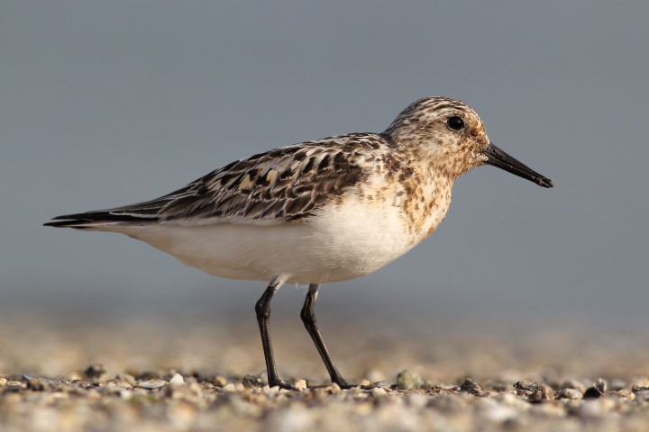 Drieteenstrandloper
