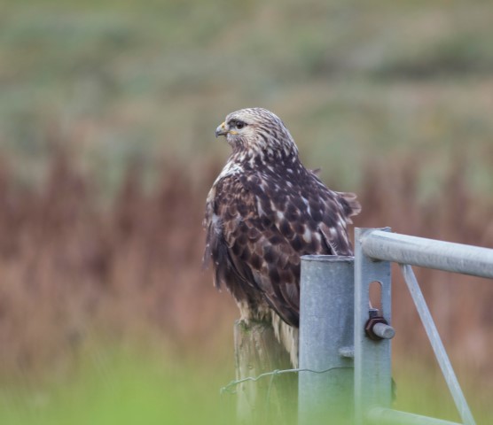 Ruigpootbuizerd