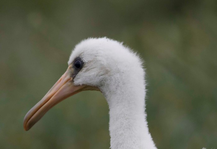 Lepelaar.