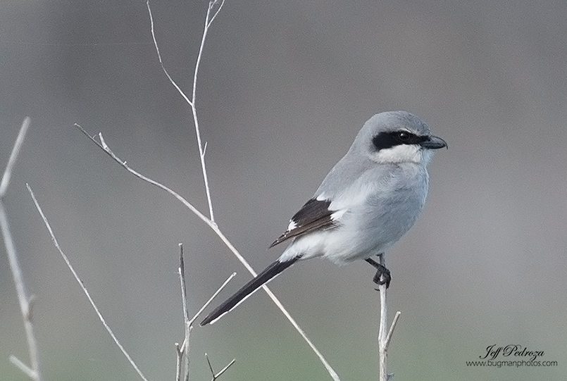 Loggerhead  Shrike