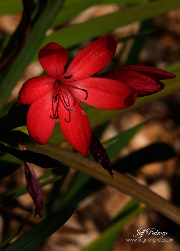 Beautiful Little Flower