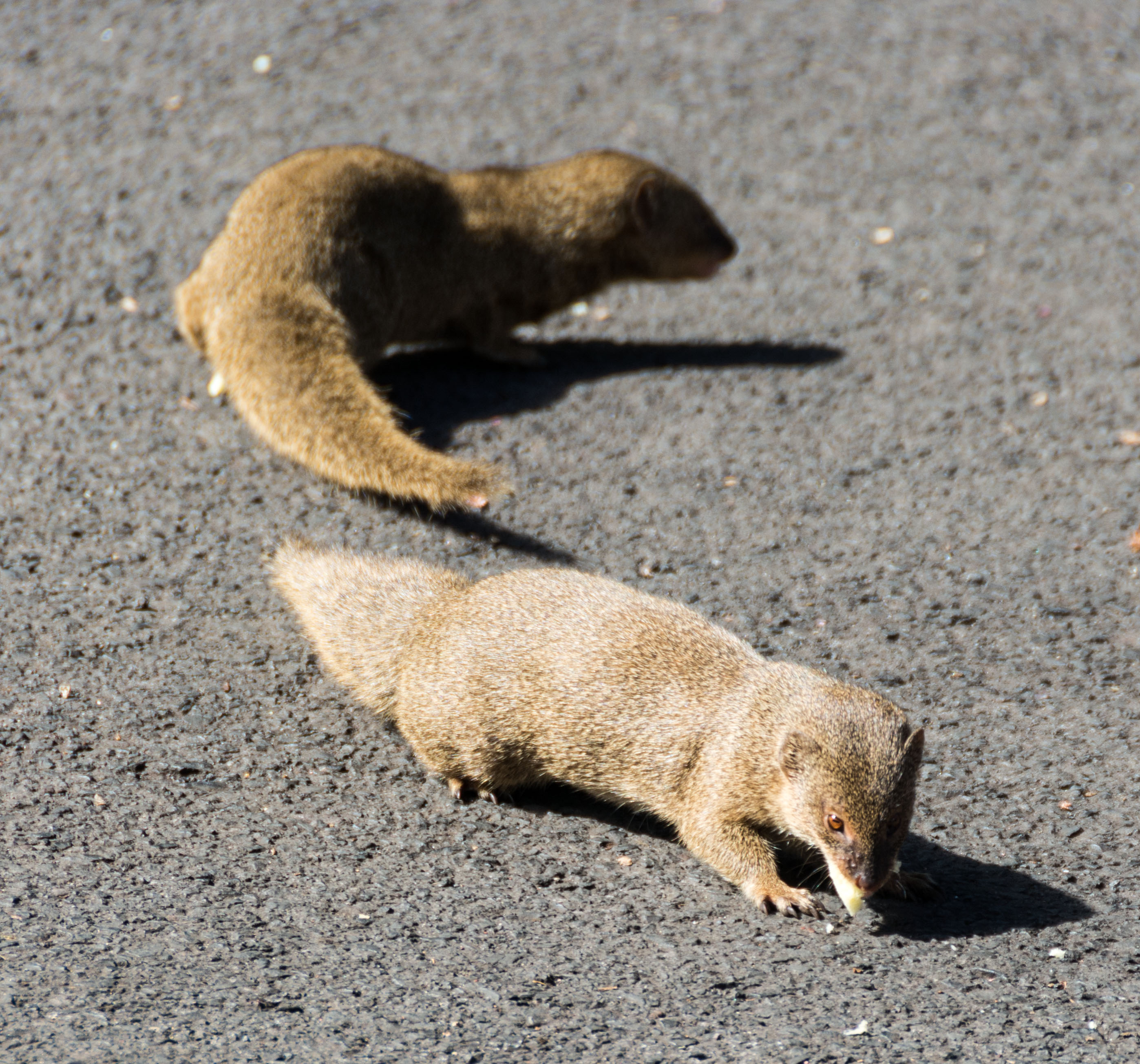 2183 The road to Hana -- These are mongooses that were deliberately introduced into Hawaii and are now a disaster.