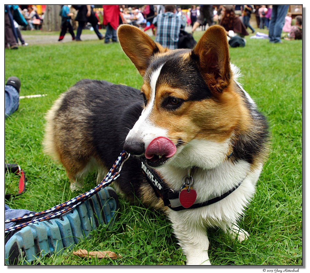 a77-11370-dog6-sm.JPG